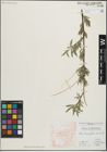 Foto von Salix linearifolia E. L. Wolf